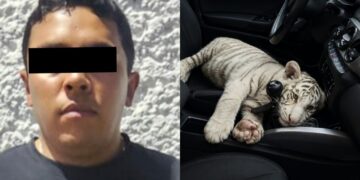De película: detienen en Iztapalapa a sujeto que trasladaba una cría de tigre blanco