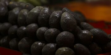 EU reabre la puerta al aguacate michoacano, pero mantiene la alerta de viaje