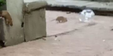 Denuncian plaga de ratas y mosquitos en el Jardín Tabacalera en la Cuauhtémoc