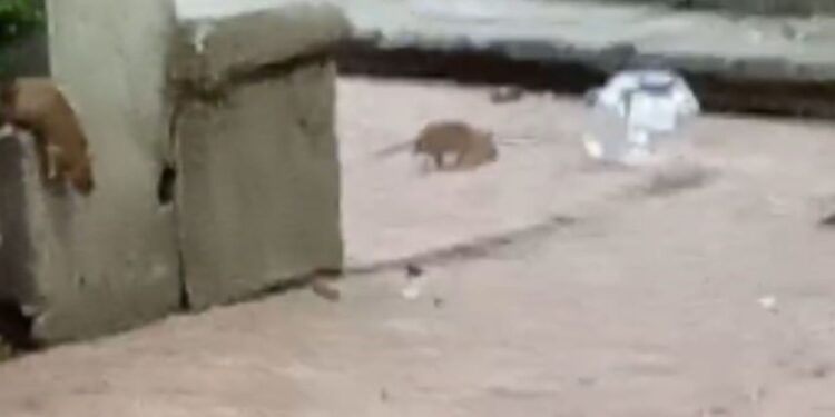 Denuncian plaga de ratas y mosquitos en el Jardín Tabacalera en la Cuauhtémoc