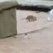 Denuncian plaga de ratas y mosquitos en el Jardín Tabacalera en la Cuauhtémoc
