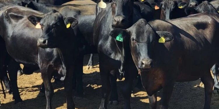 Únicamente las Californias quedan libres de la plaga del gusano barrenador