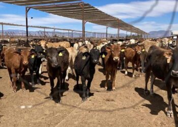 Cierre de frontera a ganado en pie impulsó, sin querer, a la industria cárnica mexicana