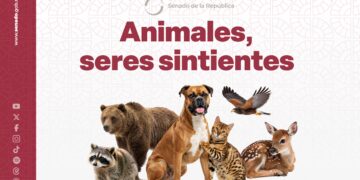 Aprueba el Senado la Ley General en Materia de Bienestar, Cuidado y Protección de los Animales