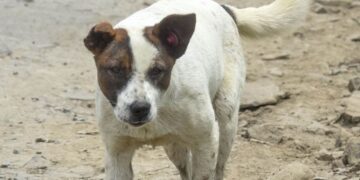 Indignación en Tlatelolco por la muerte de un perro al caer desde el piso 11 de un edificio