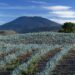 La industria tequilera puede impulsar su propia transición energética con ahorro de hasta 40%: Biointra