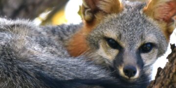 Detectan rabia en una zorra gris en Cancún y la someten a eutanasia; buscan a quienes tuvieron contacto con el ejemplar