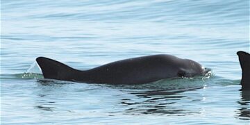 Reestructuran hábitat de la vaquita marina: Semarnat reduce 86% el polígono de prohibición