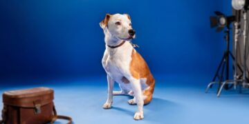 Pawternity, una plataforma que conecta mascotas en adopción con nuevas familias